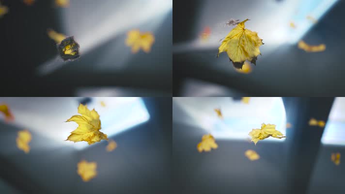 树叶飘落