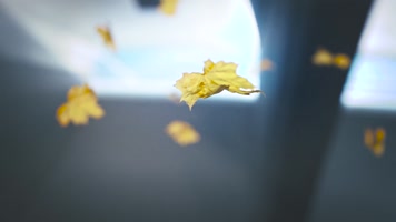 树叶飘落