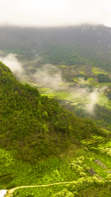 高清竖屏延时航拍南丹李花油菜花盛开
