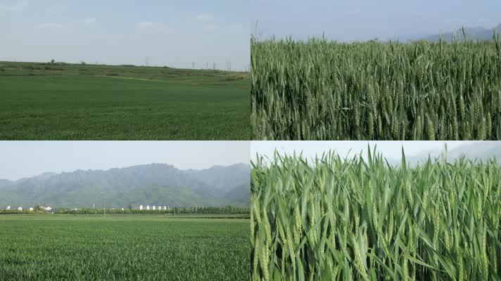农田绿色麦子