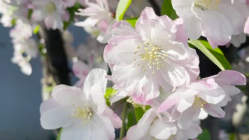 春日樱花风吹多角度实拍