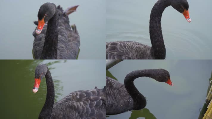湖水中的黑天鹅