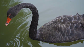 湖水中的黑天鹅