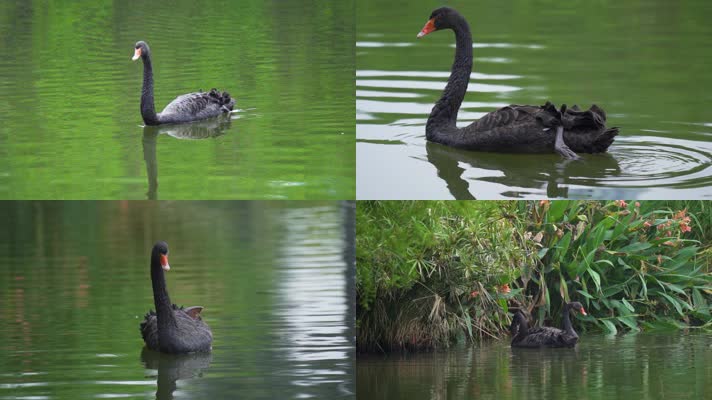 黑天鹅水中嬉戏