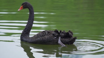 黑天鹅水中嬉戏