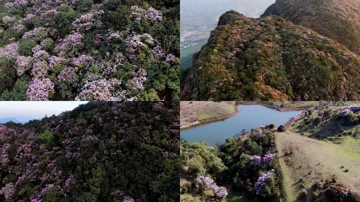 乌蒙大草原杜鹃花