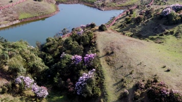 乌蒙大草原杜鹃花 乌蒙大草原杜鹃花