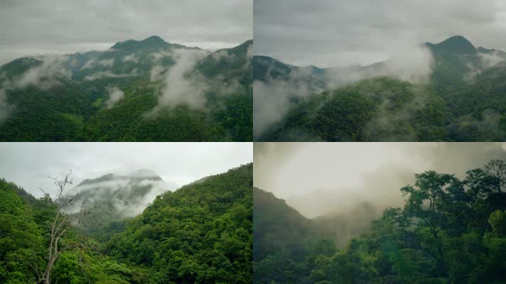 4K云雾热带雨林
