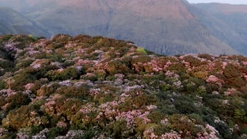 乌蒙大草原杜鹃花