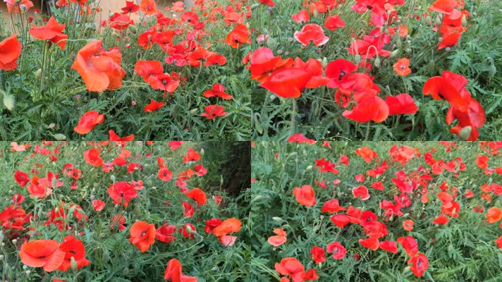 傍晚的冰岛虞美人实拍高清特写