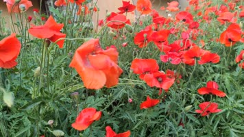 傍晚的冰岛虞美人实拍高清特写