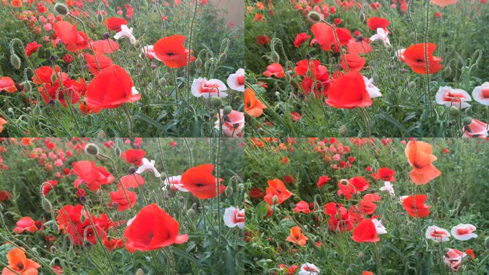 冰岛虞美人逆光实拍高清特写