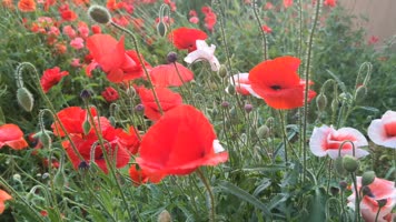 冰岛虞美人逆光实拍高清特写