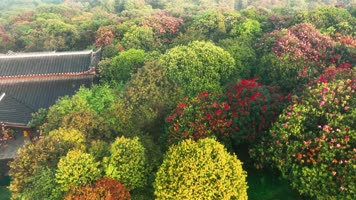 4K航拍贵州百里杜鹃风景区