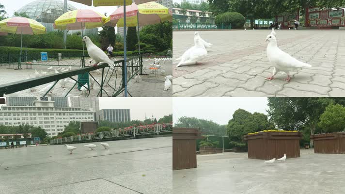 多镜头实拍鸽子吃食、玩耍