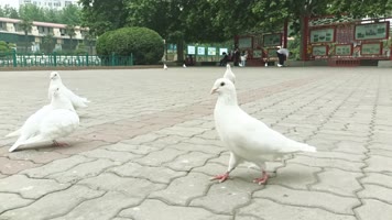 多镜头实拍鸽子吃食、玩耍