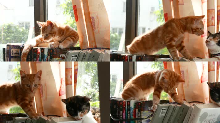 书架上的橘猫，可爱宠物小猫咪4k