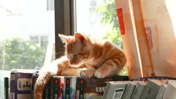 书架上的橘猫，可爱宠物小猫咪4k视频素材