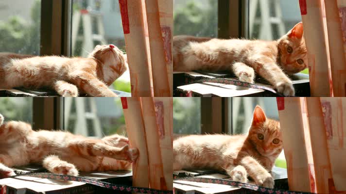 书架上的橘猫，可爱宠物小猫咪4k视频素材