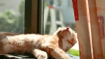 书架上的橘猫，可爱宠物小猫咪4k视频素材