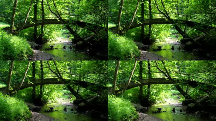 小桥流水高清视频实拍 热带雨林