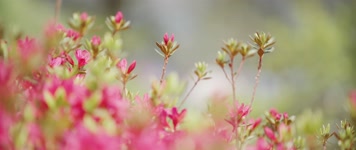 春暖花开万物复苏百花齐放唯美空镜