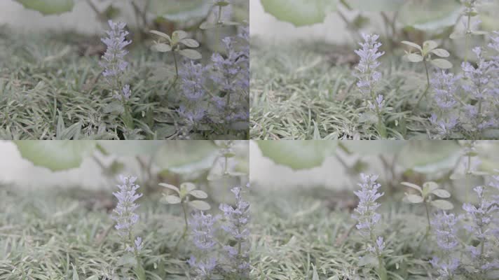 春天匍匐胫骨草紫色小花花