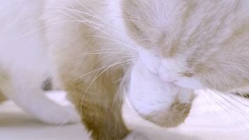 宠物猫实拍10 布偶猫吃猫粮 舔爪子 宠物猫实拍10 布偶猫吃猫粮 舔爪子