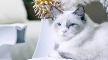 宠物猫实拍14  布偶猫 宠物猫实拍14  布偶猫