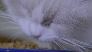 宠物猫实拍12 布偶猫吃猫粮 宠物猫实拍12 布偶猫吃猫粮