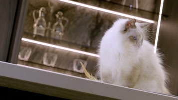 宠物猫实拍9  布偶猫玩耍 宠物猫实拍9  布偶猫玩耍