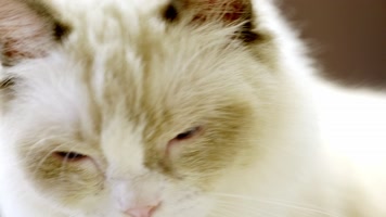 宠物猫实拍8 布偶猫吃东西特写  宠物猫实拍8 布偶猫吃东西特写