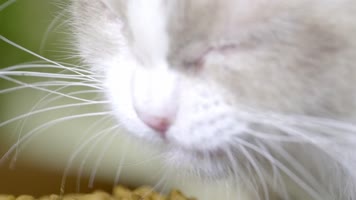 宠物猫实拍15 布偶猫 宠物猫实拍15 布偶猫