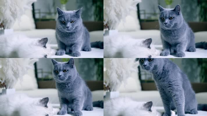 宠物猫实拍13 布偶猫 蓝猫