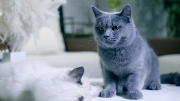 宠物猫实拍13 布偶猫 蓝猫 宠物猫实拍13 布偶猫 蓝猫