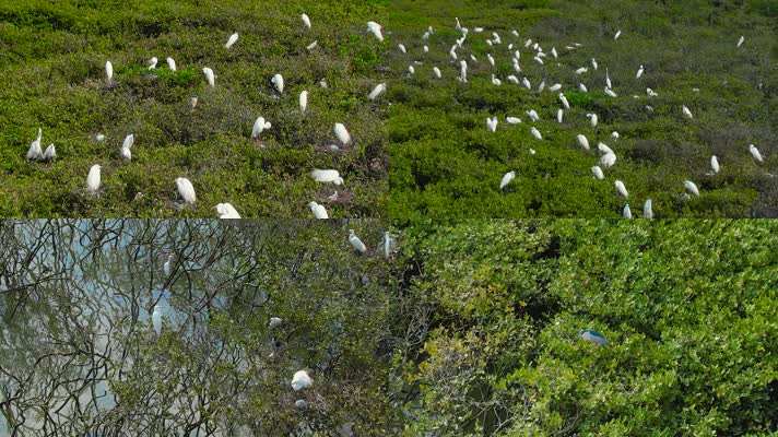 红树林栖息的白鹭