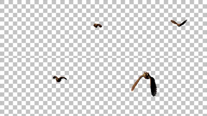 4K-猫头鹰迎面飞来01-alpha通道