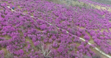 4K航拍杜鹃花 4K航拍杜鹃花