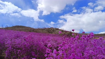 8K延时蓝天下的杜鹃花 8K延时蓝天下的杜鹃花