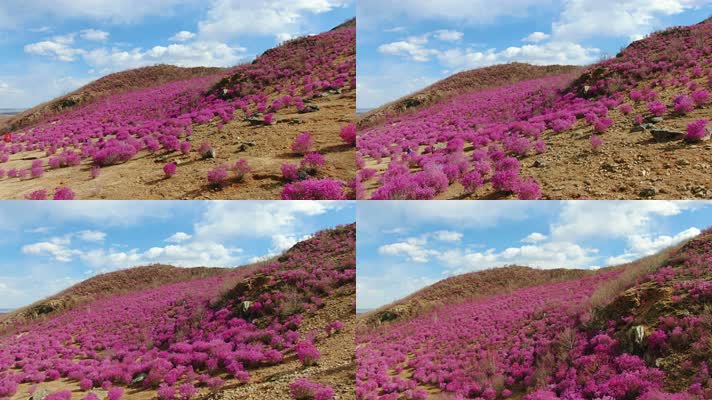 4K航拍杜鹃花1