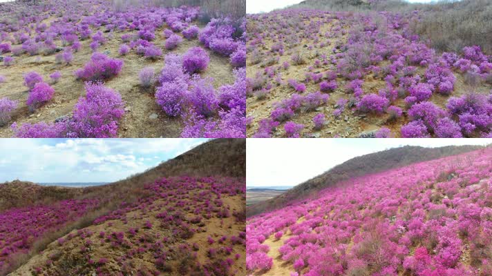 4K航拍杜鹃花6