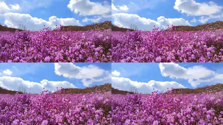 8K延时蓝天云层下的杜鹃花