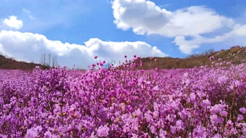 8K延时蓝天云层下的杜鹃花