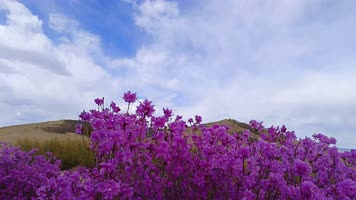 8K延时新功村映山红