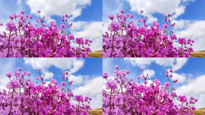 8K延时映山红花海