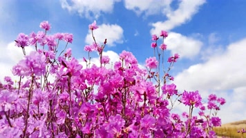 8K延时映山红花海