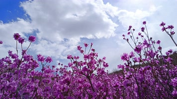 8K延时紫色杜鹃花 8K延时紫色杜鹃花