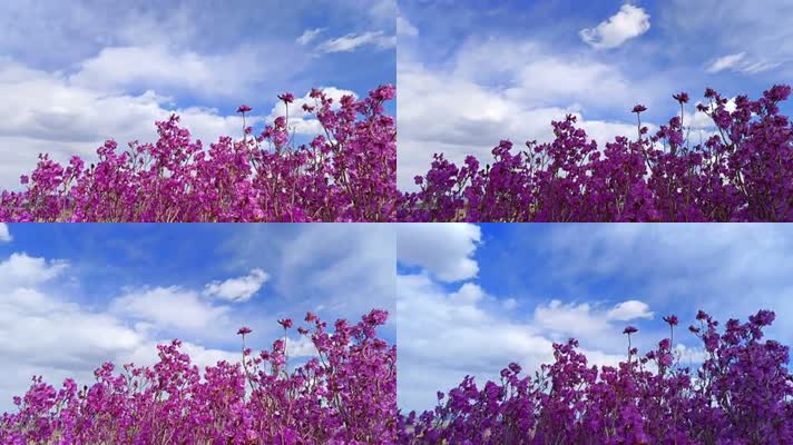 8K延时杜鹃坡花海