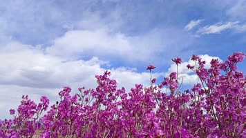 8K延时杜鹃坡花海