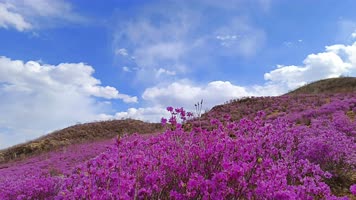 8K延时高山下杜鹃花 8K延时高山下杜鹃花